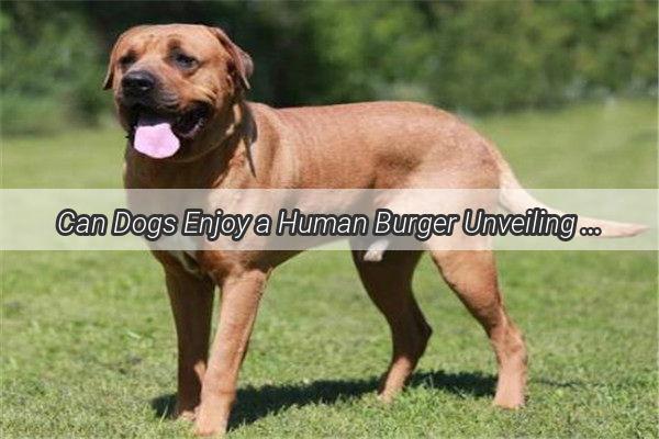 Can Dogs Enjoy a Human Burger Unveiling the Truth Behind Furry Appetites